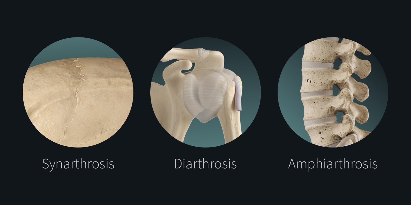 <ul><li><p>synarthrosis (none)</p></li><li><p>amphiarthrosis (slight)</p></li><li><p>diarthrosis (free) - all synovial joints exhibit this movement</p></li></ul><p></p>