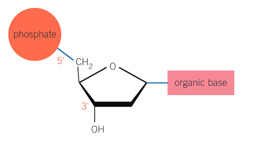<p>3’ and 5’ carbon atoms (5’ attached phosphate, 3’ attached hydroxyl)</p>