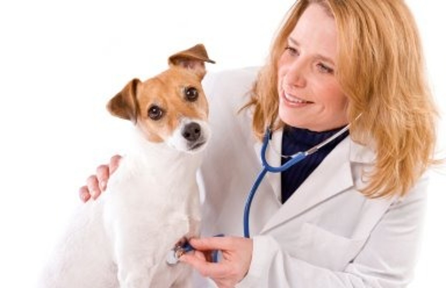<p>veterinary medicine</p>