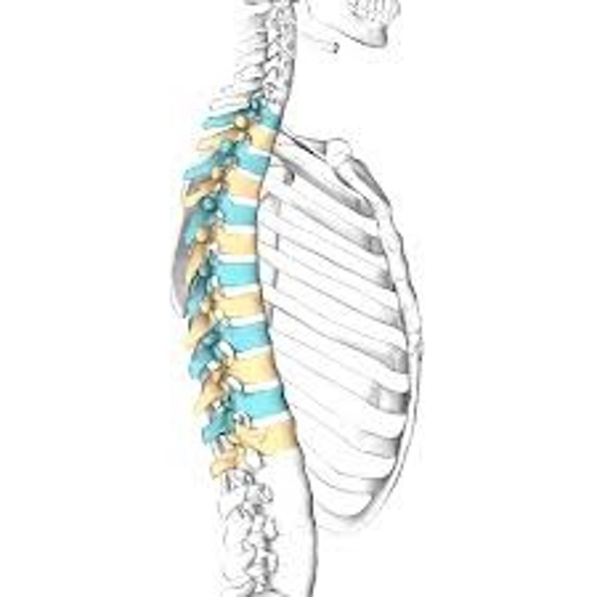 <p>The 12 vertebrae found in the middle portion of the vertebral column.</p>