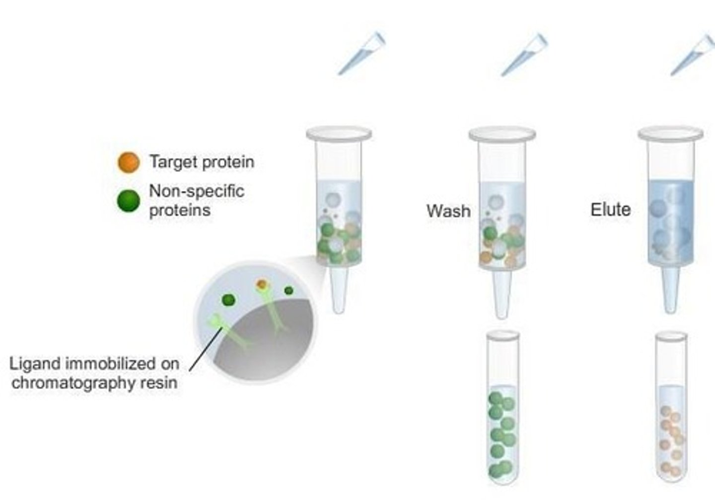 <p>A technique that separates proteins based on specific interactions between a protein and a ligand immobilized on the chromatography matrix.</p>