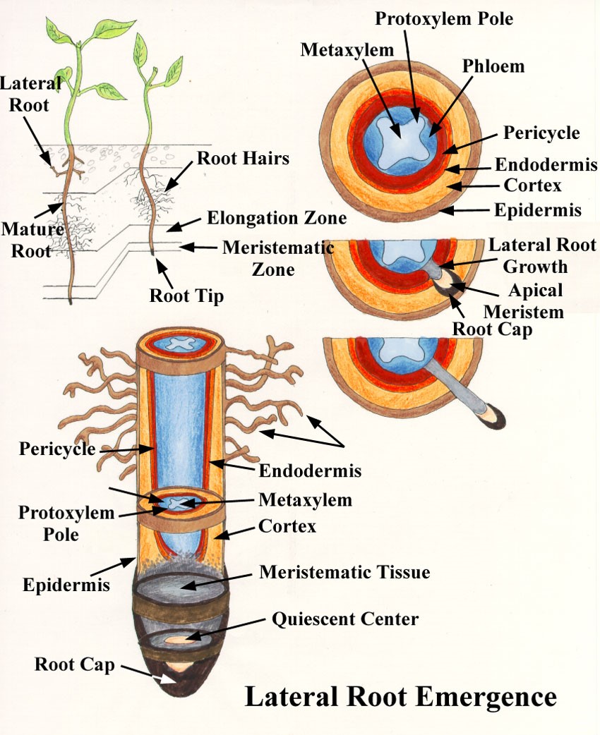 <p>What are some parts of the roots?</p>