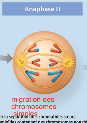 <ul><li><p>Séparation des chromatides soeurs (identique à la mitose).</p><ul><li><p>migration des chromosomes simples</p></li></ul></li></ul><p></p><p></p>