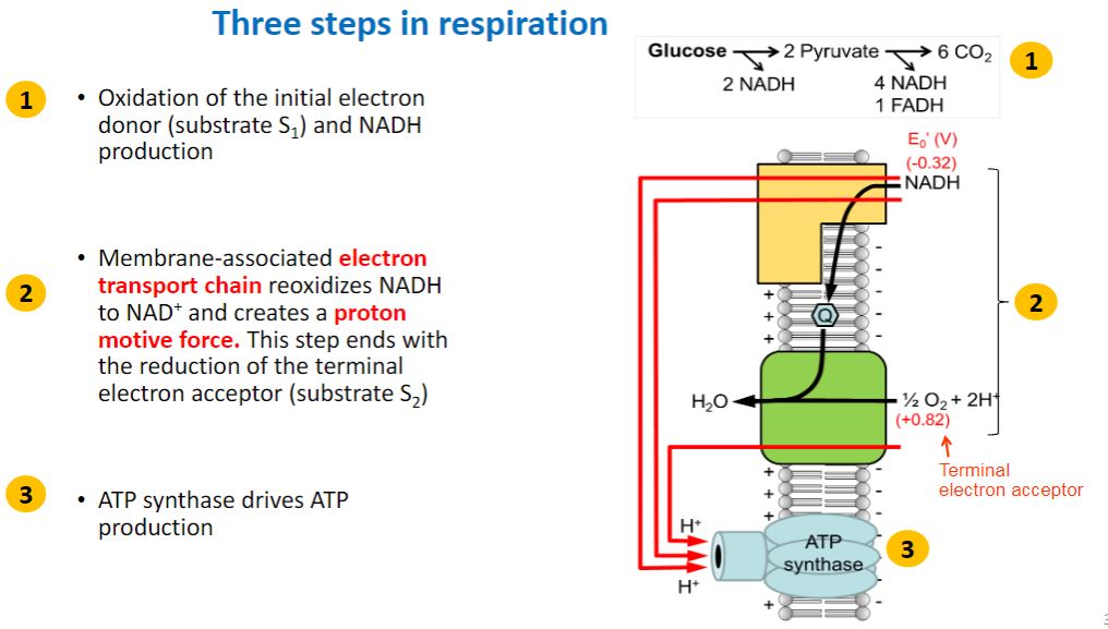 <p>three steps in respiration</p>