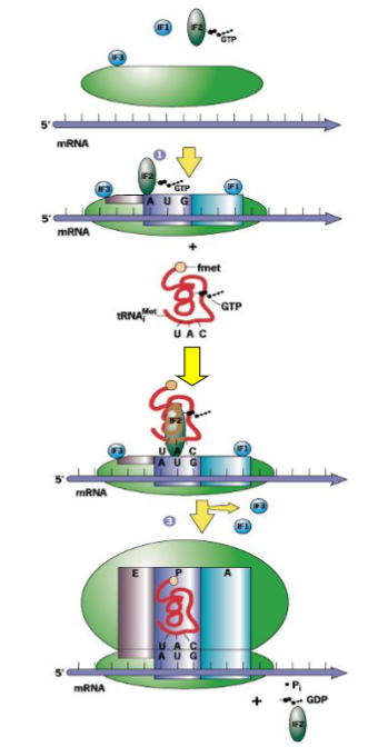 <ol><li><p>IF3 binds to free 30S subunit to prevent 50S subunit from binding</p></li><li><p>IF1 binds to prevent potential binding of tRNA to A site (amino acid landing)</p></li><li><p>IF2 is a GTPase that complexes with GTP and binds</p></li><li><p>mRNA binds to 30S through interaction of Shine-Dalgarno sequence with 16S rRNA by complementary bps</p></li><li><p>initiator tRNA binds by codon-anticodon base pairing to P site</p></li><li><p>this is the 30 initiation complex</p></li><li><p>50S subunit binds</p></li><li><p>this displaces IF1 and IF3; GTP is hydrolyzed and IF2 is released</p></li><li><p>this is 70S initiation complex - ready to begin elongation</p></li></ol><p></p>