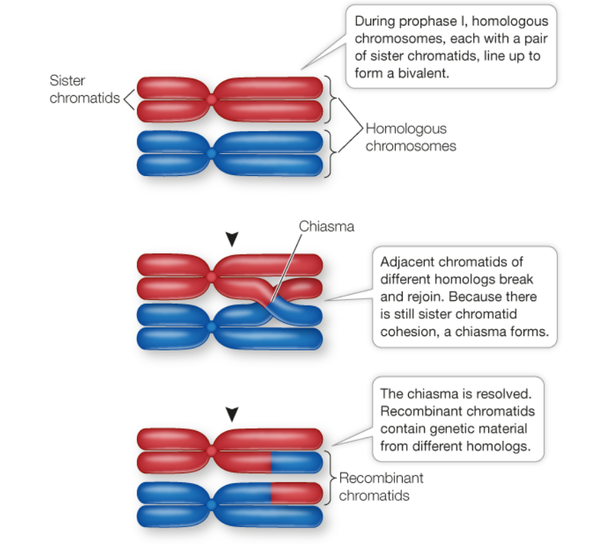 <p>The mechanism by which linked genes undergo recombination. The exchange of corresponding segments between two homologous chromatids.</p>