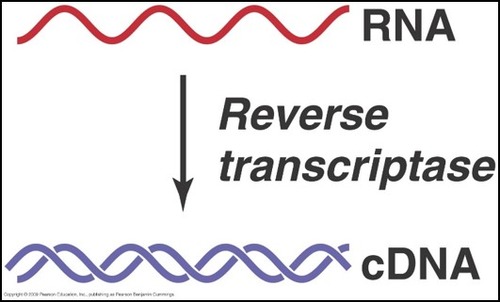 An enzyme in HIV which enables the production of DNA from RNA.