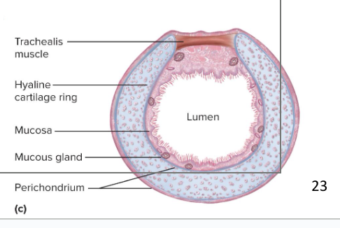 <p>the windpipe (a rigid tube)</p><ul><li><p>is a conducting zone structure (moves air, no gas exchange)</p></li><li><p>anterior to the esophagus</p></li><li><p>16-20 C-Shaped <strong>hyaline cartilage rings</strong> prop trachea open and prevent collapse during inhalation</p></li><li><p><strong>Trachealis muscle</strong> goes across the opening in the rings</p><ul><li><p>the gap in the rings allow room for the esophagus to expand as food passes by</p></li><li><p>Contracts or relaxes to adjust airflow</p></li></ul></li><li><p><span style="background-color: transparent;">Inner lining</span></p><ul><li><p><span style="background-color: transparent;">has <strong>ciliated pseudostratified columnar </strong>epithelium</span></p></li><li><p>secretes a ton of <strong>mucus</strong></p></li><li><p><span style="background-color: transparent;">has a mucociliary escalator</span></p></li></ul></li><li><p>Trachea branches off into the right and left main bronchi</p></li></ul><p></p>