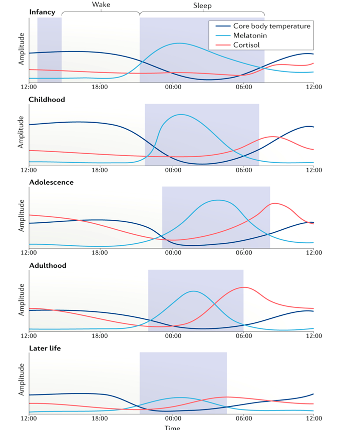<ul><li><p>chronotype shifts later in adolescence &amp; earlier in later life (accompanied by shifting of timing of melatonin release)</p></li><li><p>cortisol highest in amplitude in adolescence and adulthood and gets earlier as we age</p></li><li><p>melatonin amplitude highest in childhood</p></li><li><p>all values (body temp, cortisol &amp; melatonin) at their lowest amplitude in later life</p></li><li><p>body temp becomes more stable throughout the day as you age</p></li></ul><p></p>