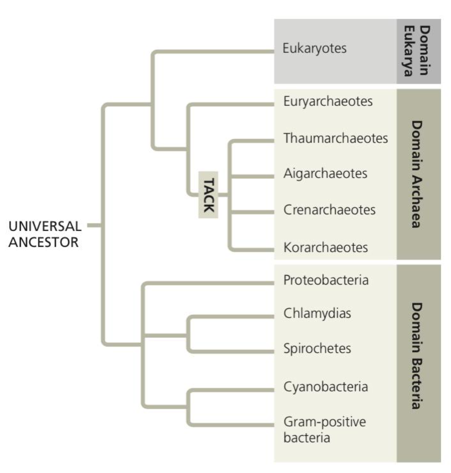 - concluded using small-subunit ribosomal RNA that Archaea, which were previously classified as bacteria, were actually more related to eukaryotes and had a domain of its own
