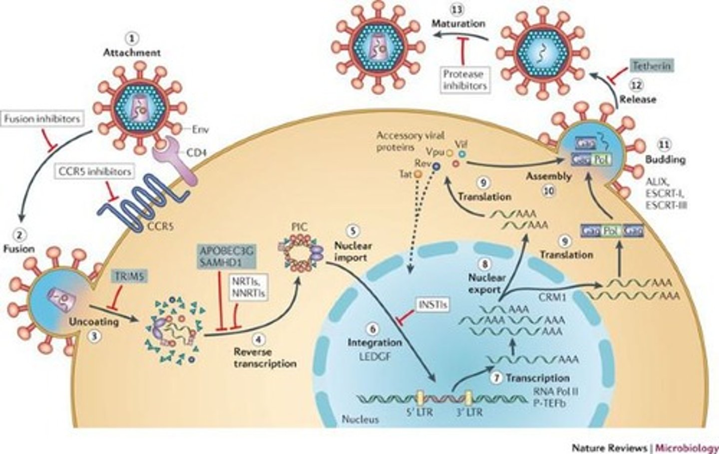 <p>They use a DNA intermediary transcribed by viral reverse transcriptase to produce viral genomes.</p>