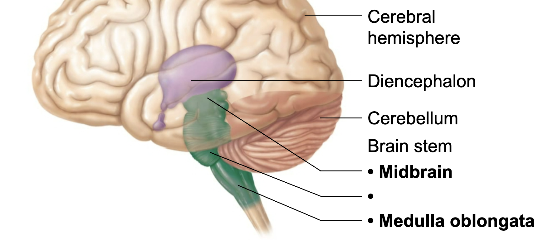 <p>What is this brain regions name and function?</p>