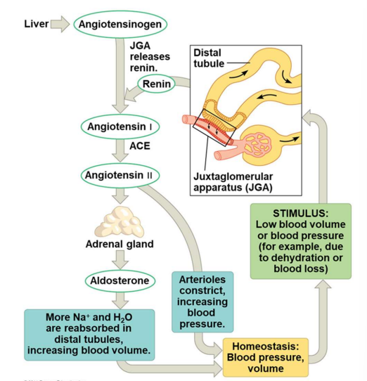 <p>hormonal system involved in regulating Na+ balance</p><p></p>
