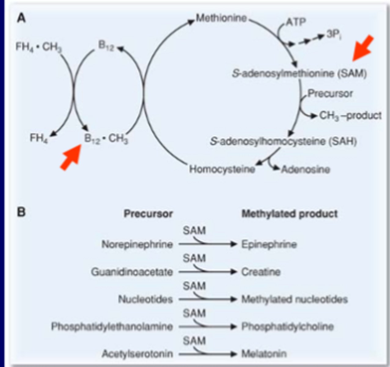 <p>-folic acid->runs cycle to make HC->Meth, more or less good<br><br>-B12->same way as above<br><br>-SAM->if give SAM, increase SAM, increases HC/everything<br>makes condition worse, if HC worse, HCnuria/nemia worse<br><br>-Betaine (trimethylglycine)->alter pathway, HC->Meth<br>minor pathway, 3 methyl group makes Meth<br><br>1 carbon unit donors</p>