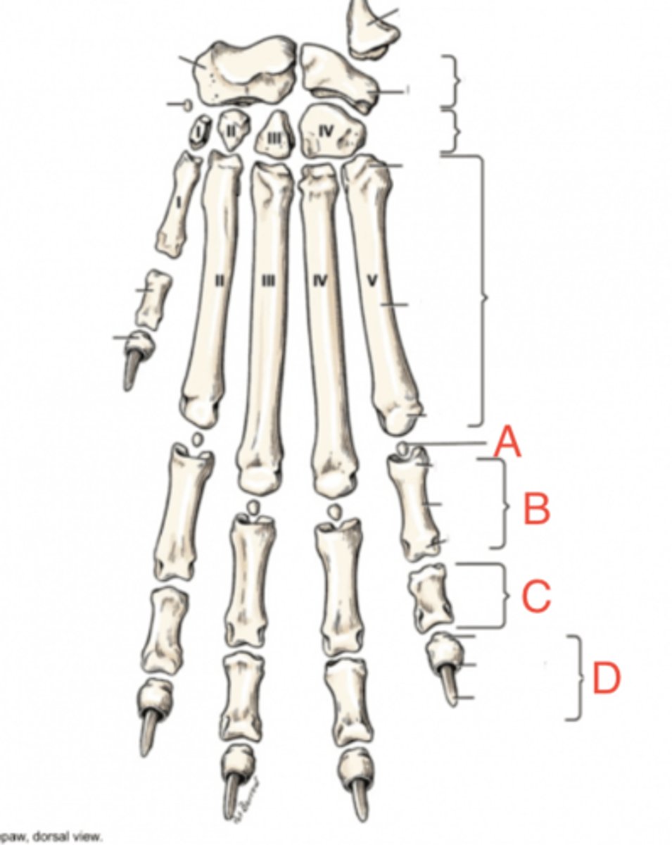 <p>What structure(s) are labeled as B?</p>
