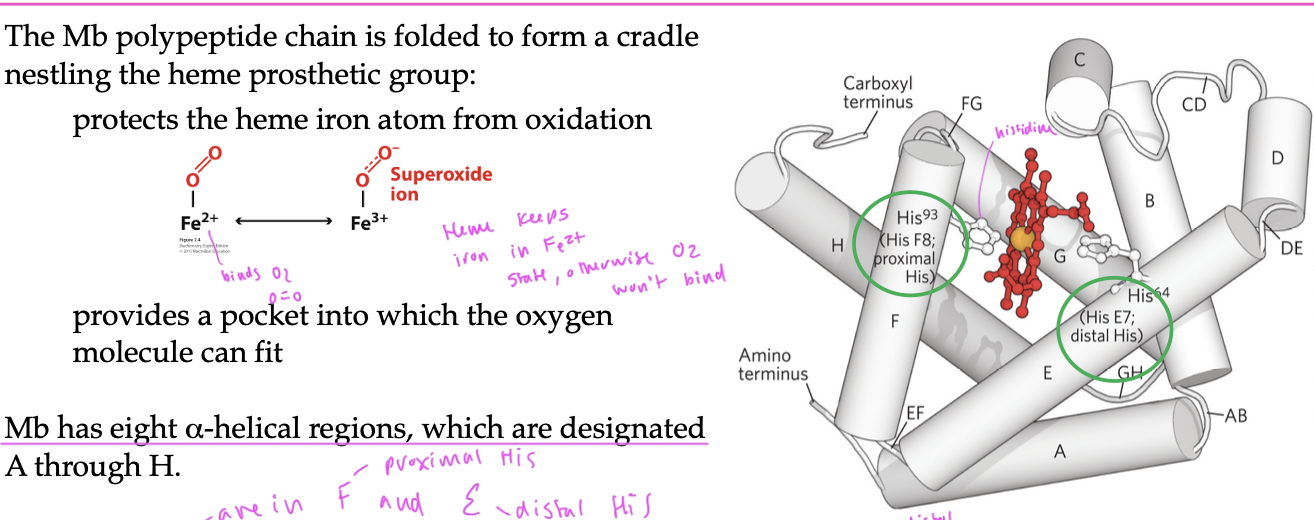 <p>oxidation</p><ul><li><p>if it oxidizes, it becomes a Fe3+ ion, a superoxide ion</p></li><li><p>oxygen will only bind to Fe2+ so you want to stop the iron from oxidizing</p></li></ul><p></p>