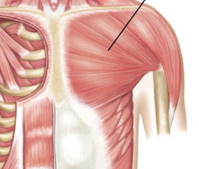 <p>Shoulder Joint Muscle Name:</p>