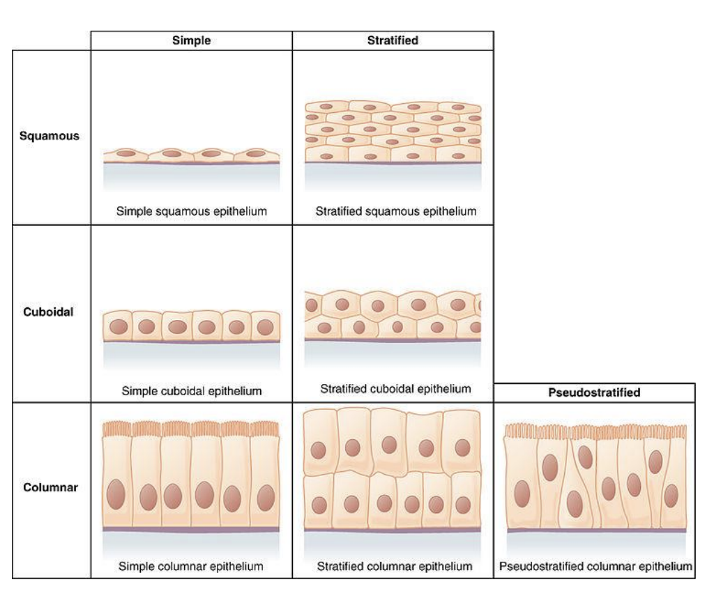 <p>protects the internal environment and acts as a barrier. It is found in the lining of tubes like blood vessles and the gut. It is catagorised based on its shape and layering.</p>