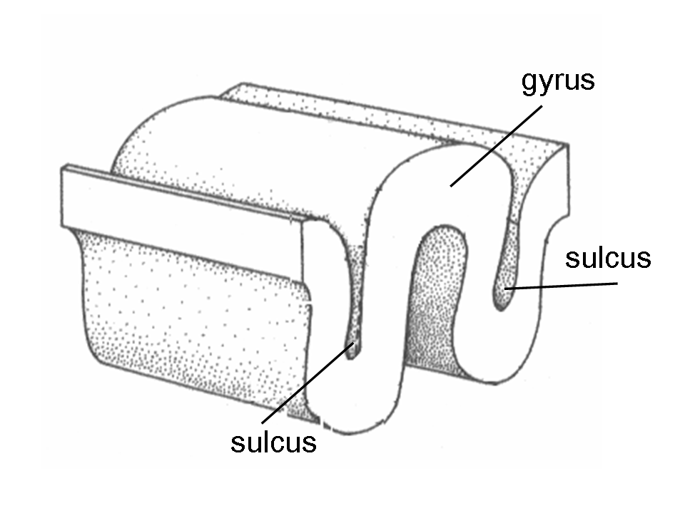 <p>Valleys of the Brain between Gyri</p>