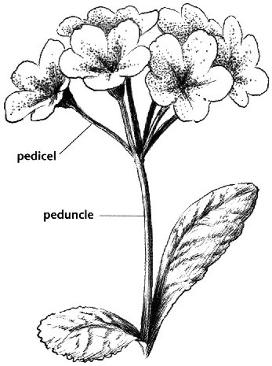<p>the end of a flower stalk</p><p>- supports a solitary flower or an inflorescence</p>