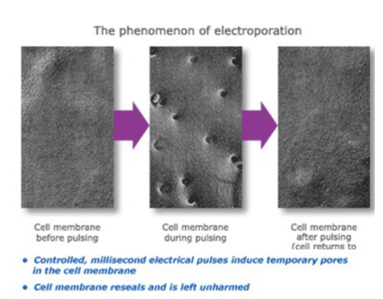 <p>The process of introducing the vector containing the gene of interest into a secondary host organism, allowing for the expression of the inserted gene. This step enables further propagation or analysis of the genetically modified organism. </p><ul><li><p>Cells must be competent</p></li><li><p>Must choose appropriate host</p></li><li><p>Size</p></li><li><p>Post-translational Modifications</p></li><li><p>Protein transport</p></li></ul><p></p><p>ex.) “Electroporation”</p><ul><li><p>Controlled and quick electrical pulses to induce pores in the cell membrane, allowing vector inside target. </p></li></ul><p></p>
