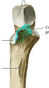 beak-shaped projection at distal base