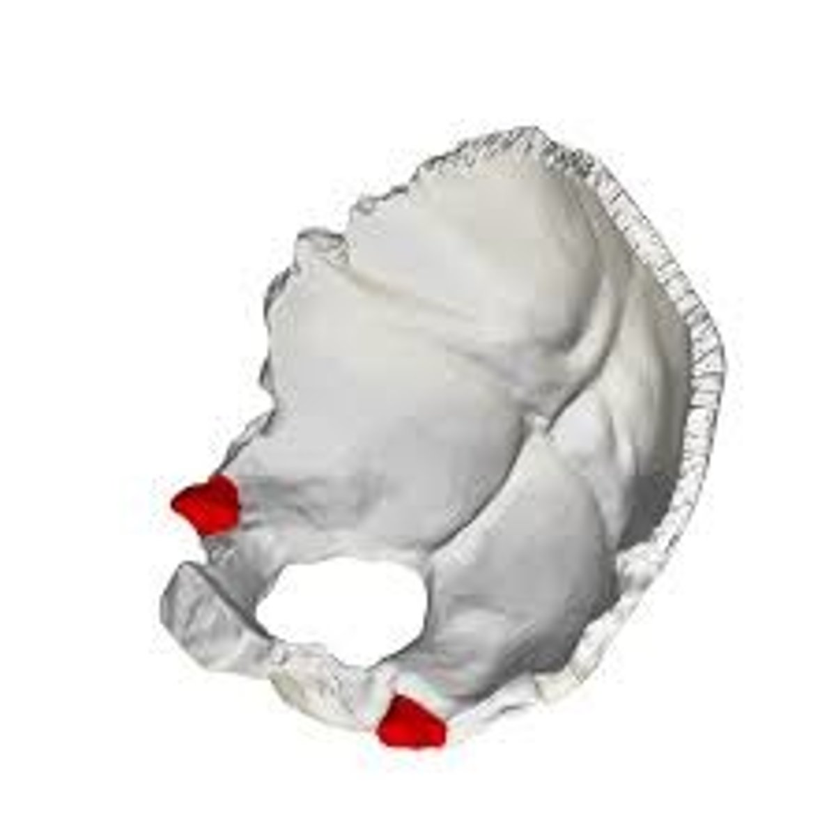 <p>laterally directed corners of the bone placed lateral to the condyles, the tips of these processes lie at the anteriormost point along the occipitomastoid suture</p>