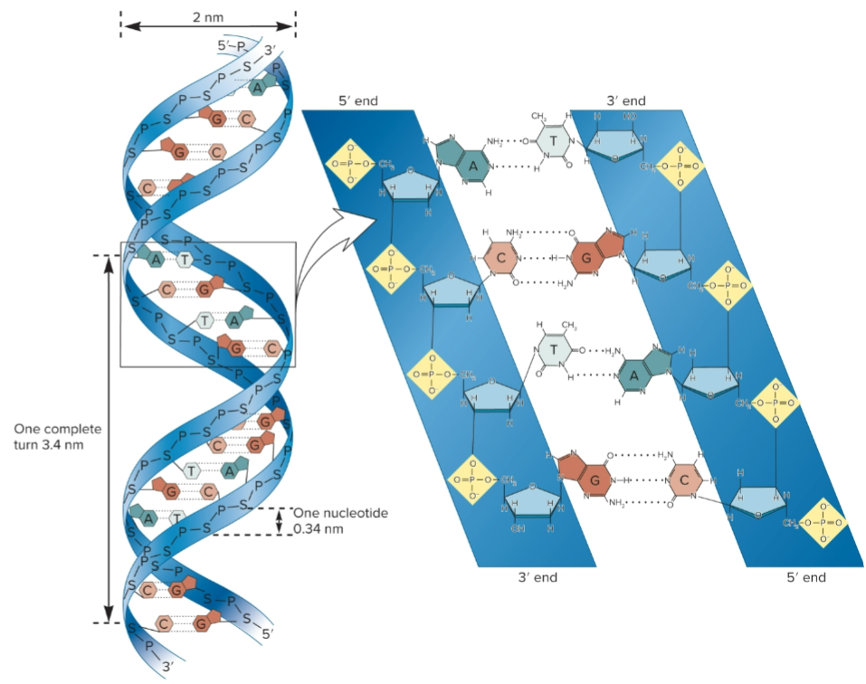 <ul><li><p>10 base pairs (bp) in each strand and 3.4 nm per complete turn of helix</p></li><li><p>2 strands are antiparallel, one is 5′ to 3′ and other 3′ to 5′</p></li><li><p>right-handed, as it spirals away, it turns clockwise</p></li><li><p>A-T bonded by 2 H-bonds and G-C by 3 H-bonds</p></li><li><p>Base stacking, bases oriented so flattened regions face each other</p></li><li><p>2 asymmetrical (major/minor) groves on outside that allow for protein interaction with specific sequences</p></li></ul><p></p>
