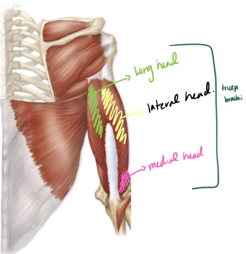-Extends the elbow joint 

-LONG HEAD: Adduction and extension of the shoulder joint
