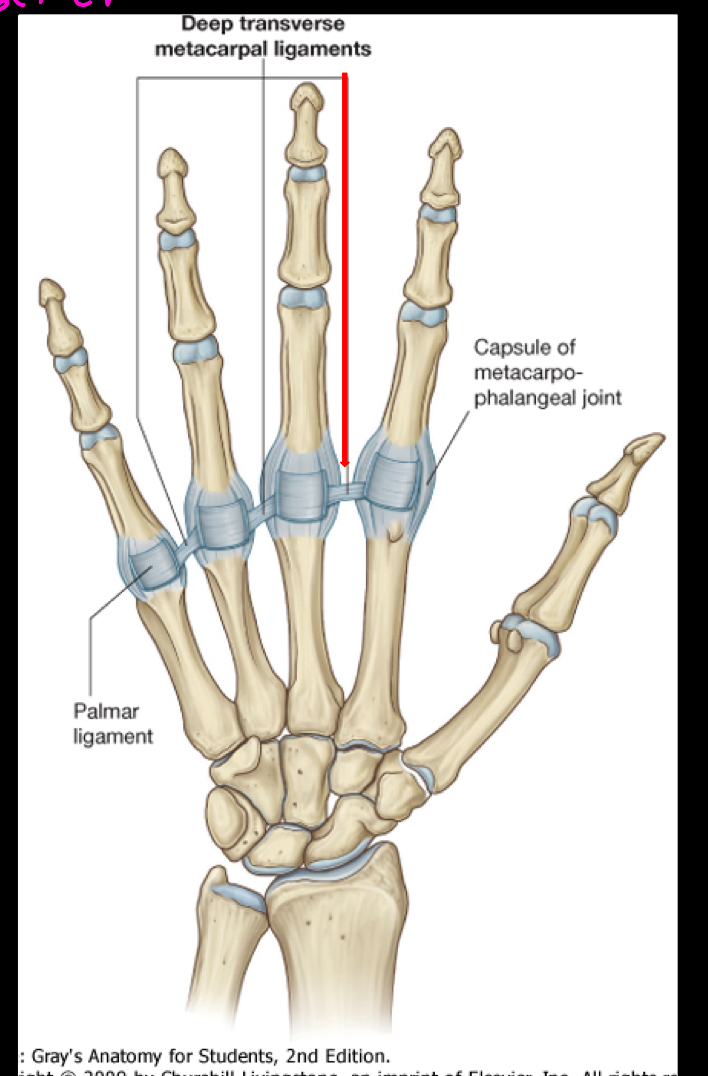<ol><li><p>Palmar ligament (Sits right on top of the MCPJ, like a bandaid)</p></li><li><p>Medial &amp; Lateral Collateral Ligament (Sits on both the medial and lateral side of the MCPJ)</p></li><li><p>Transverse metacarpal ligaments (Is the tape between each MCPJ that holds everything together going right between the heads of adjacent metacarpals; form the unified palm; absent between digit 2 and thumb) </p></li></ol><p></p>