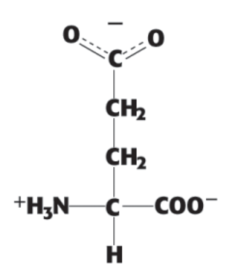 <p> (Glue, E). negatively charged</p>