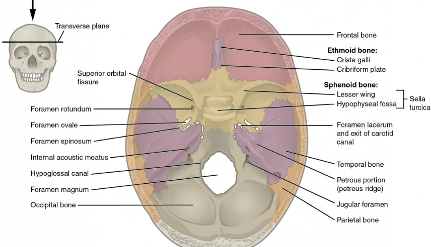<ul><li><p>pituitary gland sits in the hypophyseal</p></li><li><p>superior surface of the body of the sphenoid bone</p></li></ul>