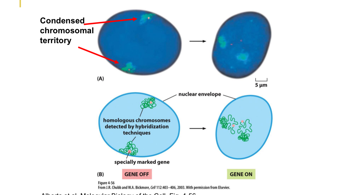 <p>OFF</p><ul><li><p>Within periphery chromosomes</p></li></ul><p></p><p>ON</p><ul><li><p>Genes are now internalized, more in the middle</p></li><li><p>Chromosomes are more unfolded</p></li></ul><p><span style="color: yellow;"><u>Cell nuclei is dynamic</u></span></p>