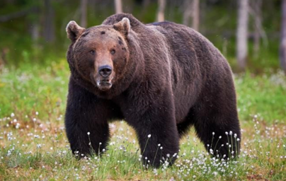 <p><span style="font-family: &quot;Times New Roman&quot;, serif;"><span>Brown bear</span></span></p>