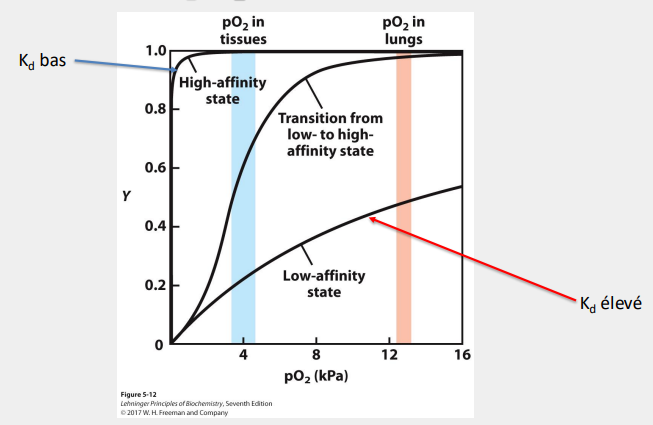 <p>Kd élevé quand pO2 faible</p><p>Kd faible quand pO2 élevé</p><p>Kd ↓ quand pO2 ↑</p>