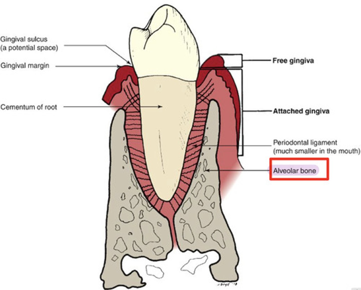 <p>bone that surrounds the roots of the teeth</p><p>-outer bone: made up of cortical/compact bone plates</p><p>-inner bone: made up of spongy/cancellous bone</p>