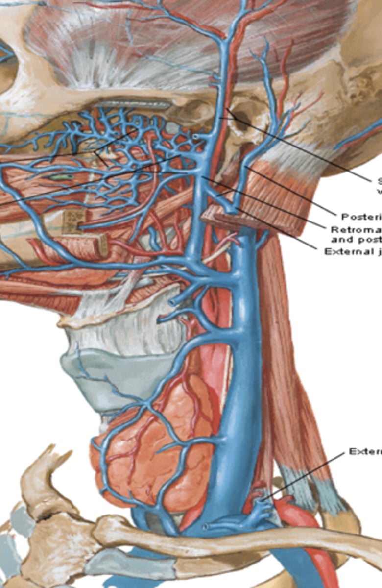 <p>What is the origin and course of the Internal jugular vein?</p>