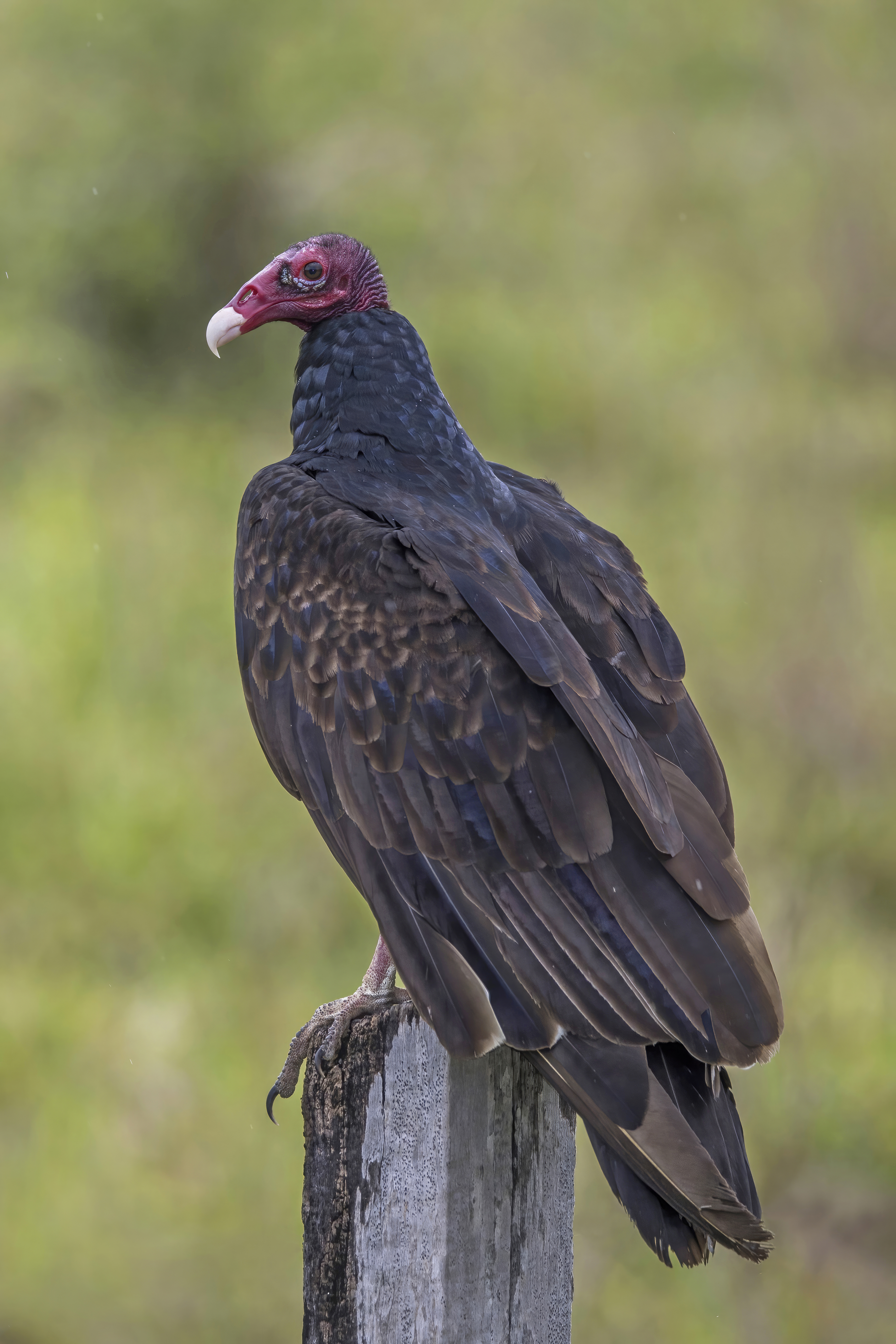 <p>What bird is this?</p>