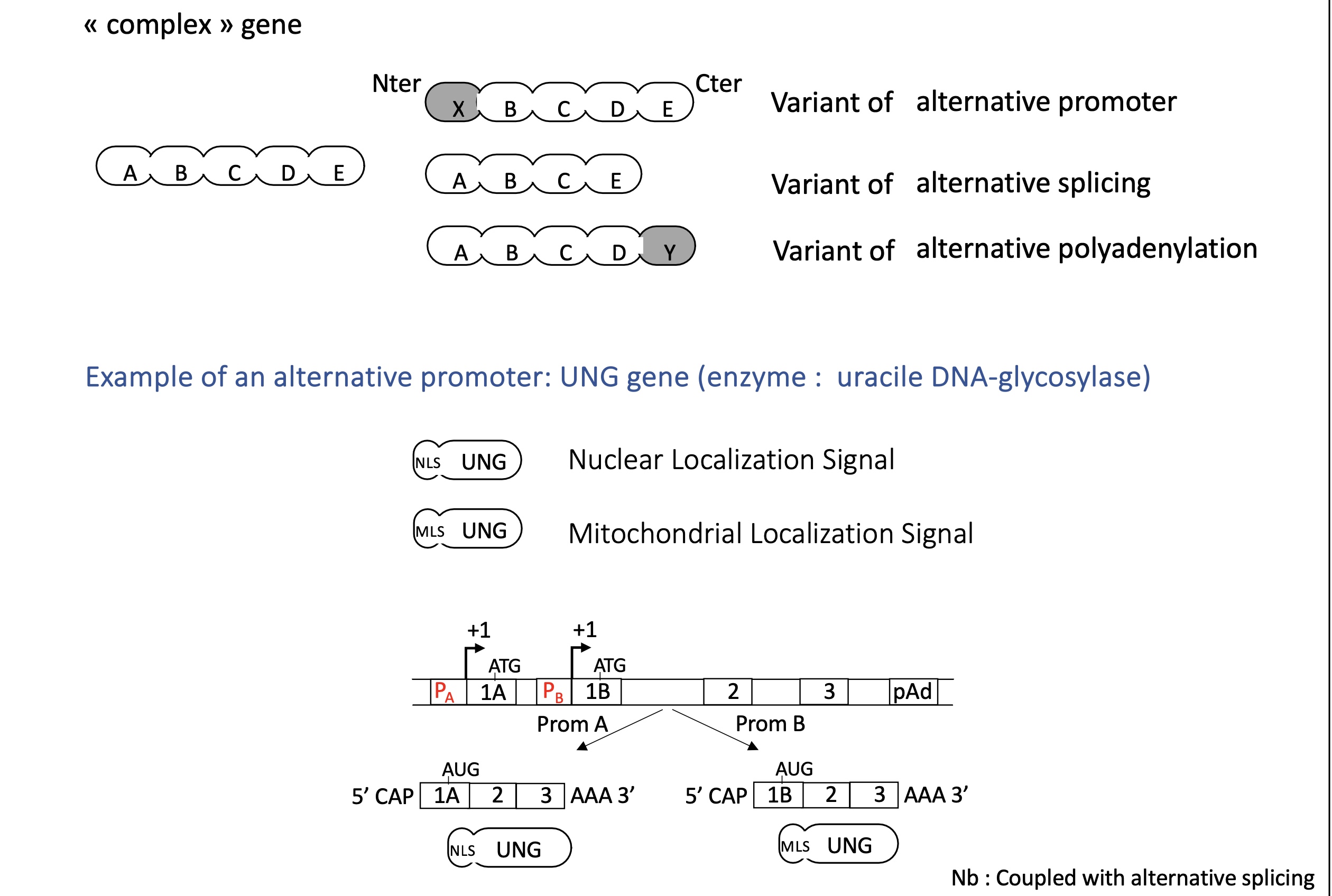 <p><strong>Alternative promoters</strong><span> allow complex genes to initiate transcription from different start sites under different regulatory conditions.</span></p><p>alternative promoter can change protein addressing e.g nuclear/mitochondrial localisation signal </p>