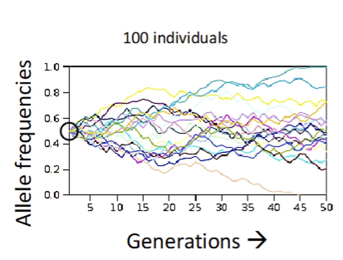 <p>Some alleles lost, most still segregating</p>