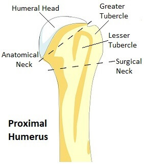 <p>surgical neck</p>