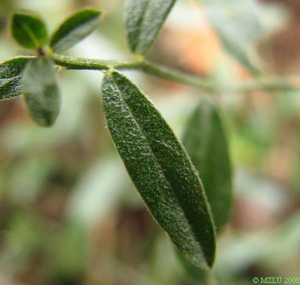 <p><span><em>Genista germanica</em></span></p>