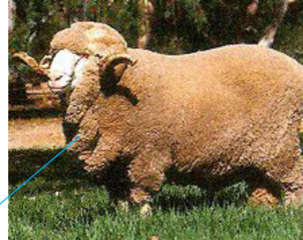 <p>SHEEP BREEDS: what is the breed, origin, color, horns, and traits?</p>