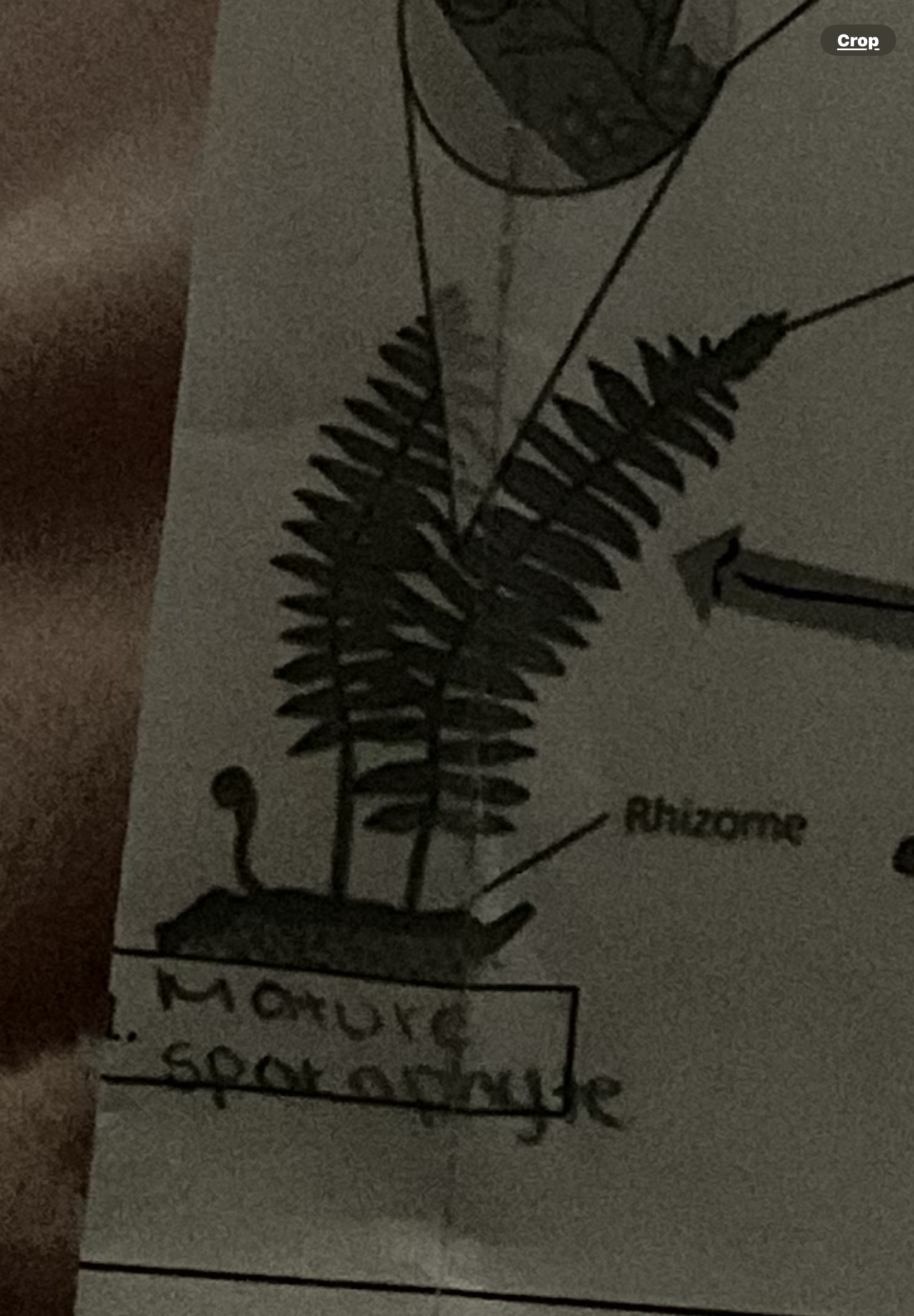 <p>Sporangium (in ferns)</p>