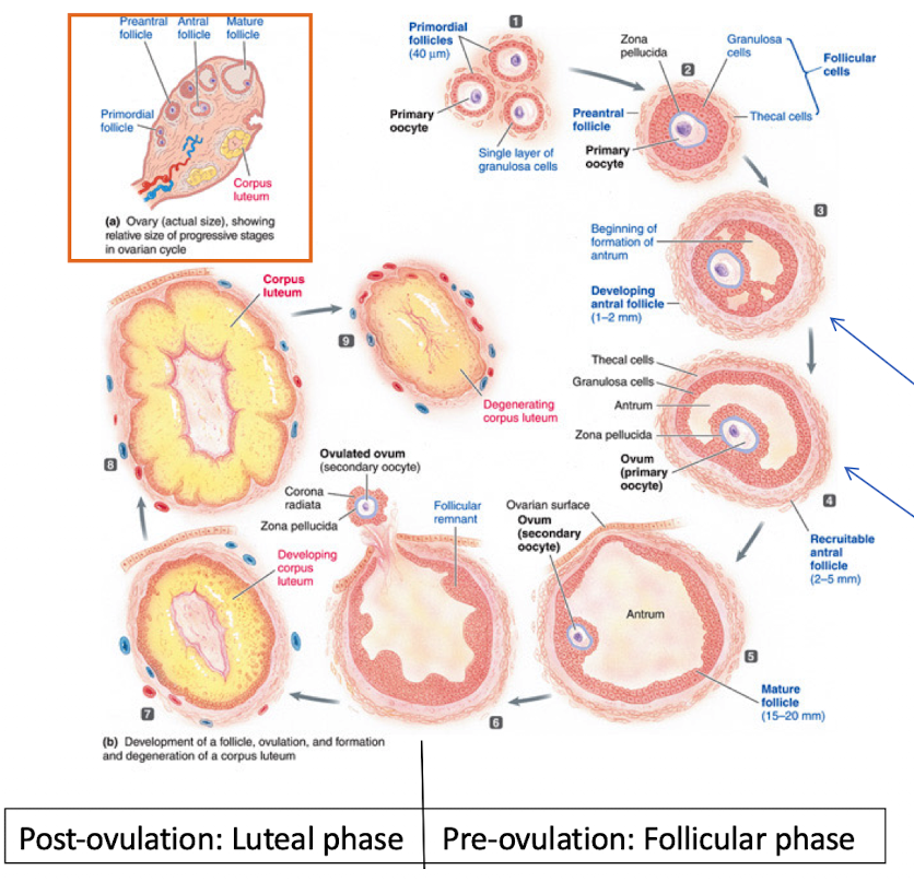 <ul><li><p>Follicular phase (pre-ovulation)</p></li><li><p>Ovulation</p></li><li><p>Luteal phase (post-ovulation)</p></li></ul><p></p>