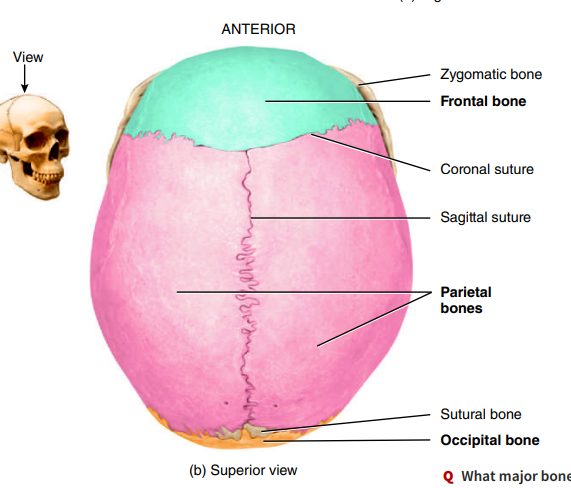 <p>description → 2 bones form sides and roof of cranial cavity</p><p>functions → protrusions and depressions accommodate blood vessels and superficial CT covering the brain</p>