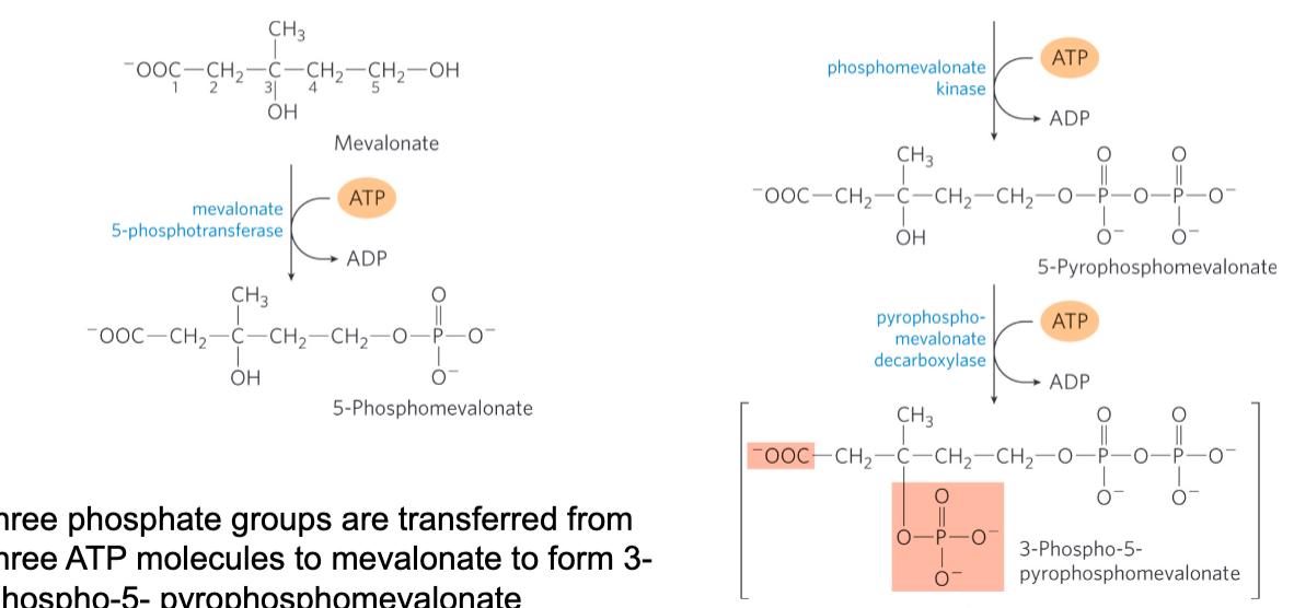 <p><span style="background-color: transparent;">Conversion of mevalonate to two activated isoprenes</span></p><ul><li><p><span style="background-color: transparent;">1 phosphate is not sufficient&nbsp;</span></p></li><li><p><span style="background-color: transparent;">Final product has a good leaving group, CO<sub>2</sub> and one phosphate on its beta carbon and the other two on the 1st carbon</span></p></li><li><p><span style="background-color: transparent;">Three phosphate groups are transferred from three ATP molecules to mevalonate to form 3-phospho-5-pyrophosphomevalonate</span></p></li><li><p><span style="background-color: transparent;">CO<sub>2</sub> and Pi leave to produce a double bond in ∆<sup>3</sup>- isopentenyl pyrophosphate</span></p><ul><li><p><span style="background-color: transparent;">The first activated isoprene</span></p></li></ul></li><li><p><span style="background-color: transparent;">Isomerization of ∆<sup>3</sup>-isopentenyl pyrophosphate yields dimethylallyl pyrophosphate</span></p><ul><li><p><span style="background-color: transparent;">The second activated isoprene&nbsp;</span></p></li></ul></li></ul><p></p>