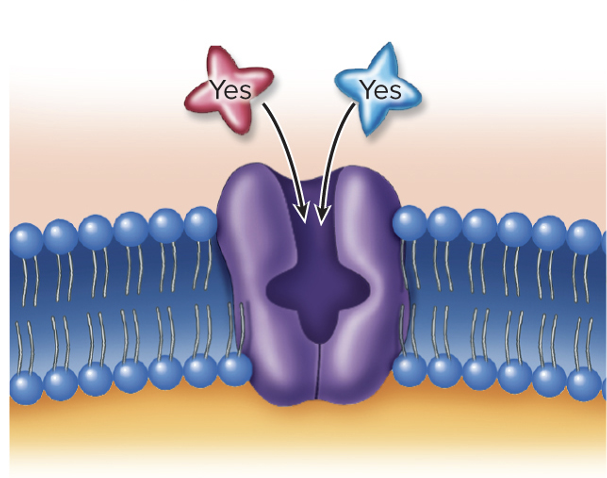 <p>similarly shaped molecules can compete for the same binding site</p><p>Result of molecules of similar shape binding</p>