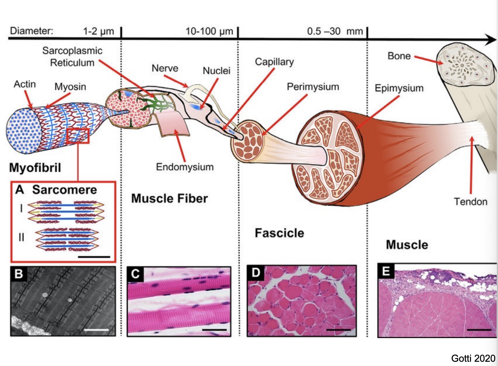 <p><span style="background-color: transparent;"><strong><span>myofibrils</span></strong></span></p><p><span style="background-color: transparent;"><strong><span>Sarcoplasmic Reticulum (SR)</span></strong></span></p>