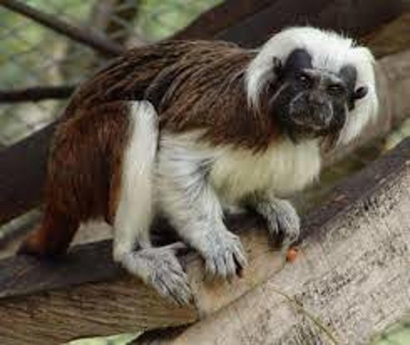 <p>CITES Appendix I</p><p>(parvorder platyrrhiini)-White Footed Tamarin</p>